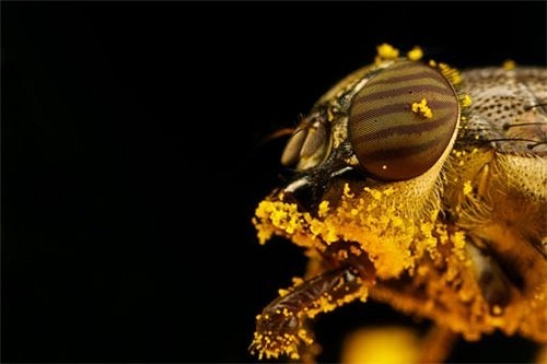 Тайна старинного мёда или чем питались наши предки